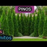 Tipos de pinos: características y variedades