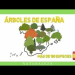 Tipos de pino en Madrid: Descubre las variedades más comunes