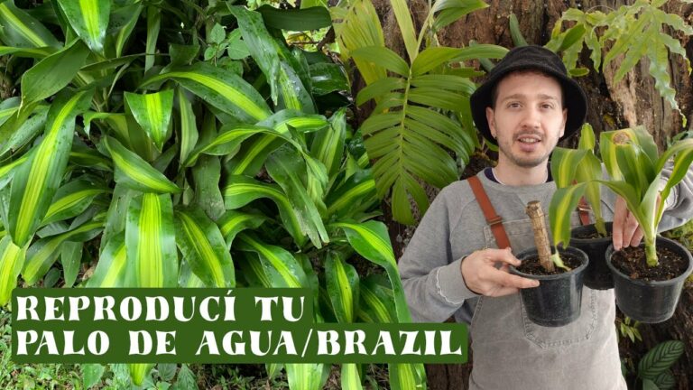 🌿💦 Descubre Cómo Cuidar Tu Palo De Brasil En Agua Consejos Y Trucos